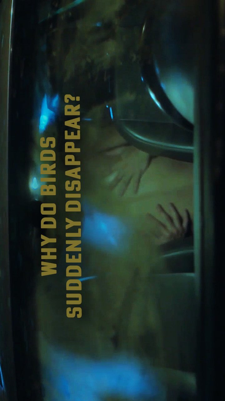 Why Do Birds Suddenly Disappear? poster